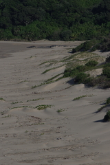 Scaevola plumieri