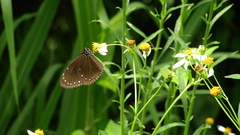 Euploea tulliolus koxinga