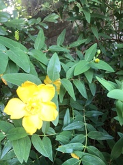 Hypericum × hidcoteense