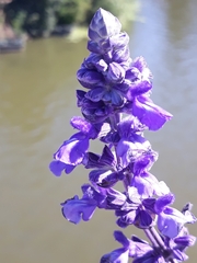 Salvia polystachia