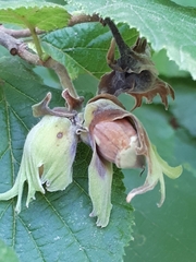 Ciboria coryli
