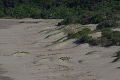 Scaevola plumieri