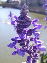 Salvia polystachia