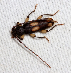 Tylonotus bimaculatus