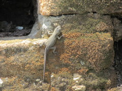 Sceloporus dugesii