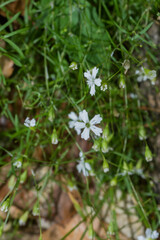 Heliosperma pusillum