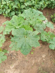 Abelmoschus
