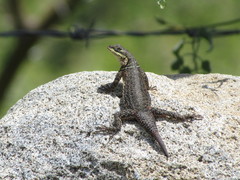 Sceloporus dugesii