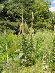 Verbascum thapsus