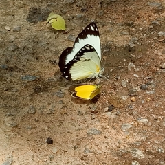 Belenois creona creona