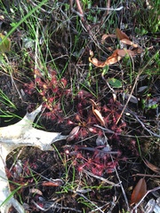 Drosera intermedia