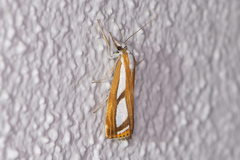 Catoptria osthelderi