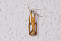 Catoptria osthelderi