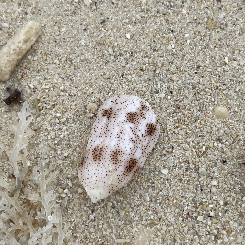 Sand-dusted Cone