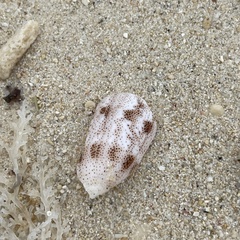 Conus arenatus