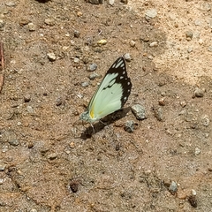 Belenois creona creona
