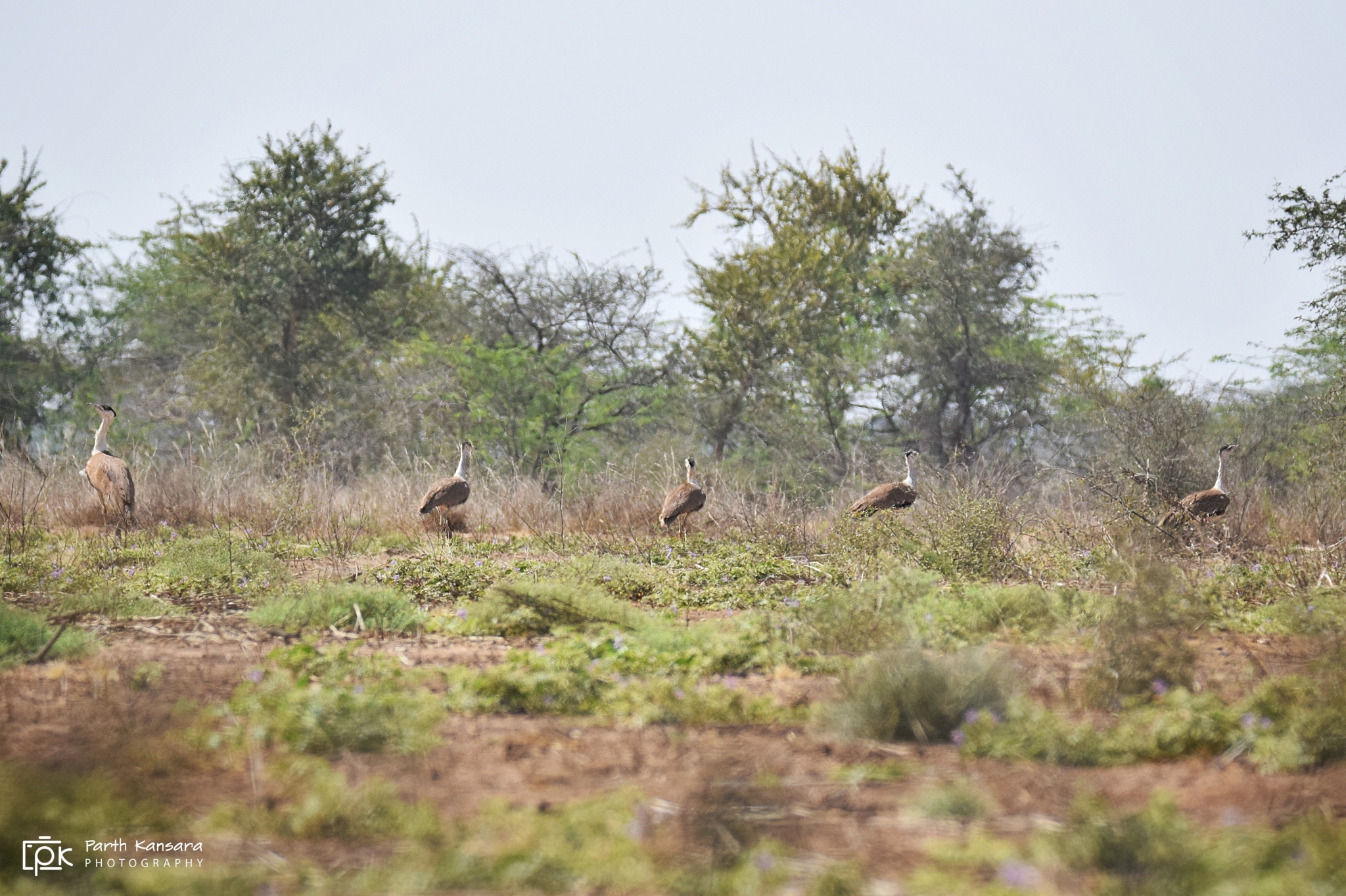 Great Indian Bustard illustration