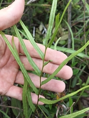 Lindsaea ensifolia