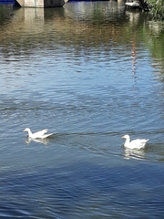 Anser anser domesticus