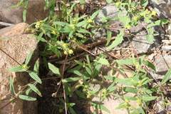 Sigesbeckia australiensis
