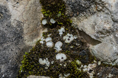 Solorina saccata