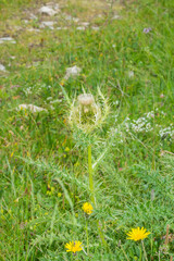 Cirsium spinosissimum
