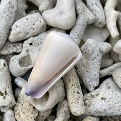 Conus emaciatus