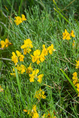 Genista radiata