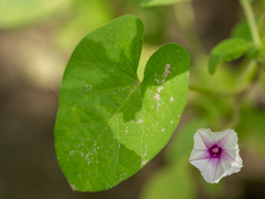 Ipomoea sinensis