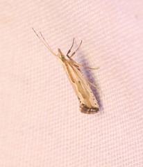 Plutella porrectella