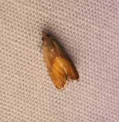 Dichrorampha bittana