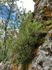 Thymus bashkiriensis