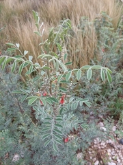 Indigofera lindheimeriana