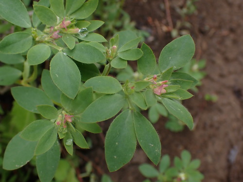 Image of Acmispon denticulatus by no rights reserved