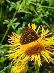 Argynnis adippe