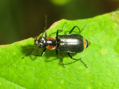 Axinotarsus pulicarius