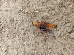 Cryptocheilus rubellus