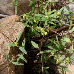 Sigesbeckia australiensis