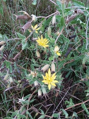 Mentzelia reverchonii