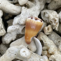 Conus ferrugineus