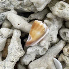 Conus ferrugineus