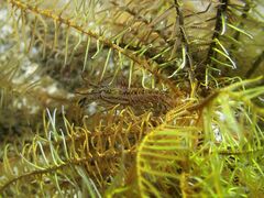 Synalpheus stimpsonii