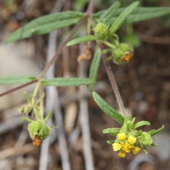 Sigesbeckia australiensis