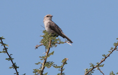 Bradornis microrhynchus