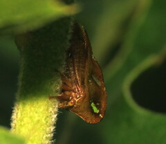 Smilia camelus