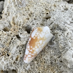 Conus aulicus