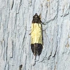 Anacampsis coverdalella