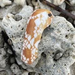 Conus aulicus
