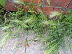 Hordeum jubatum