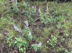 Lupinus albus